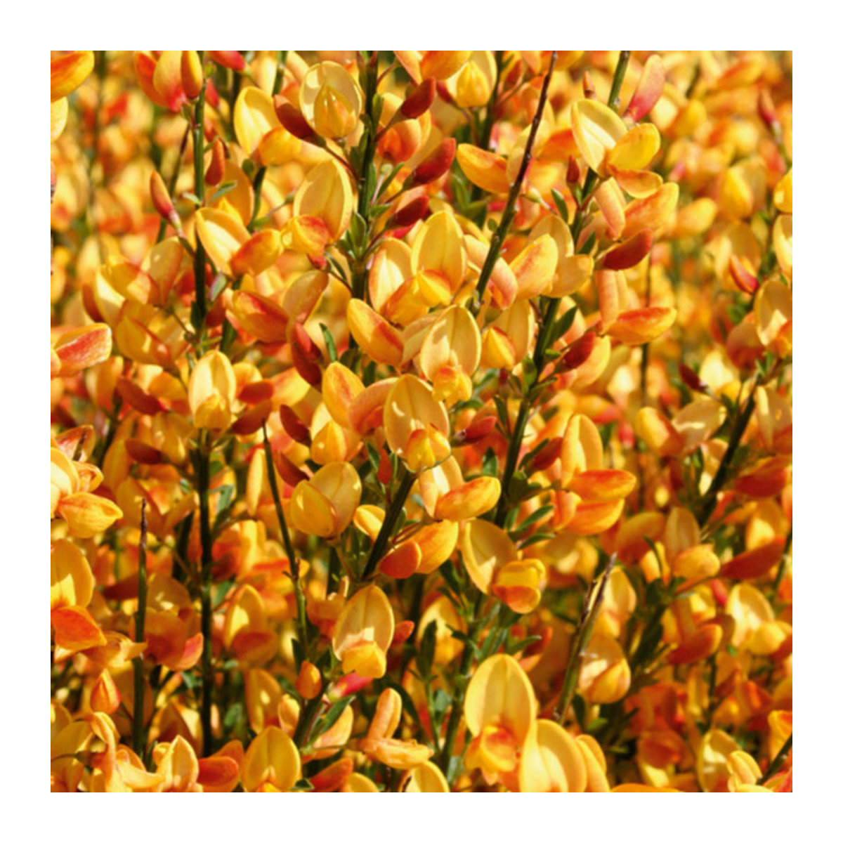 Elfenbein-Ginster Apricot Gem in Orange - Bild 1