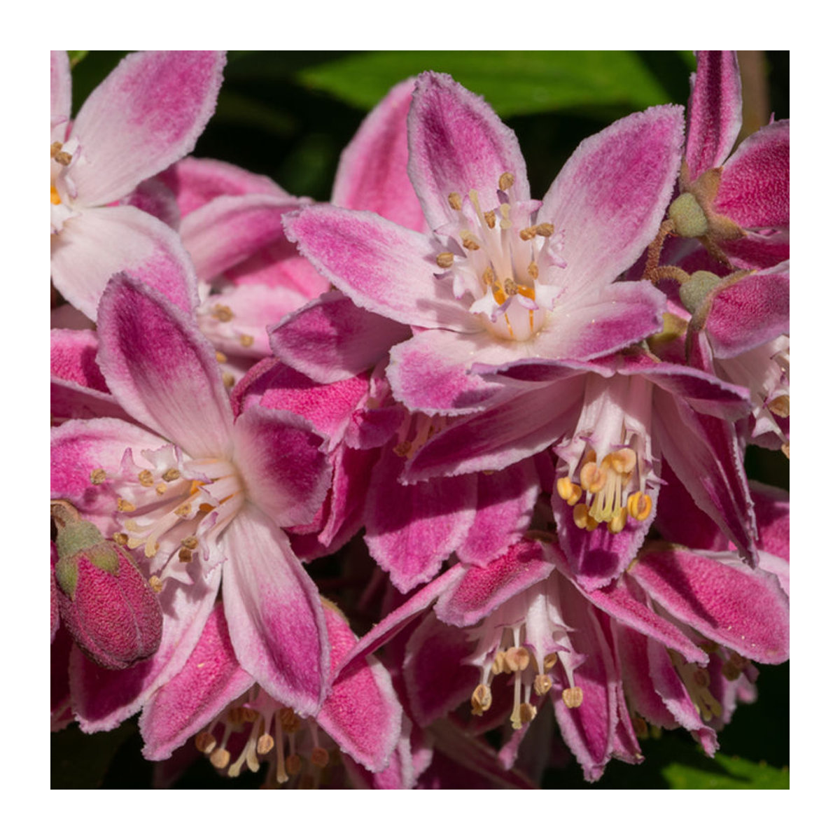 Erdbeerduft Deutzie Strawberry Field in Rosa mit fruchtigem Aroma - Bild 1