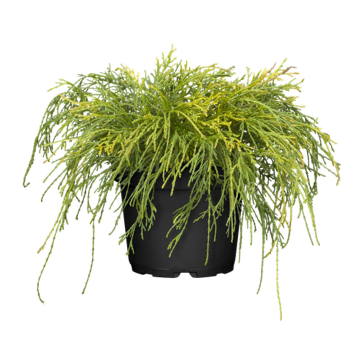 Faden-Scheinzypresse Sungold von Mein schöner Garten Shop - Bild 1