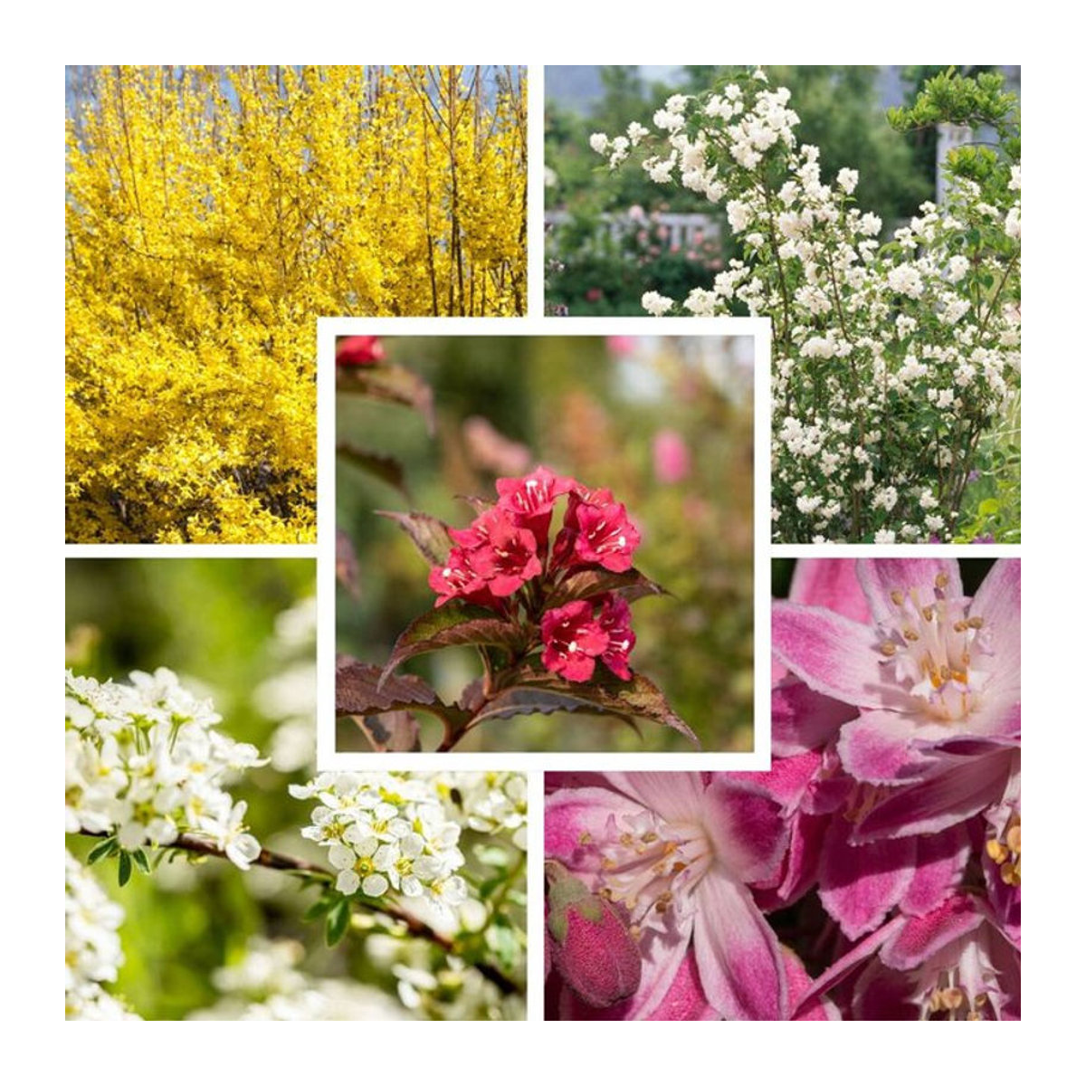 Farbenfrohe Blütenhecke von Mein schöner Garten Shop, 5 Pflanzen - Bild 1