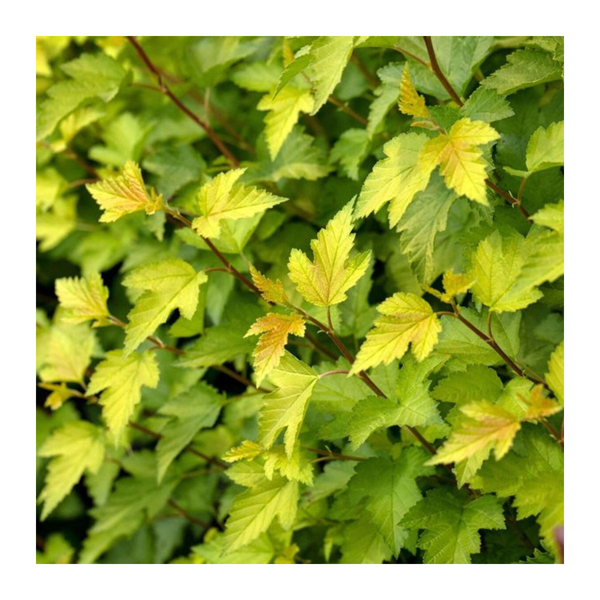 Fasanenspiere Nugget Physocarpus opulifolius in Weiß - Bild 1