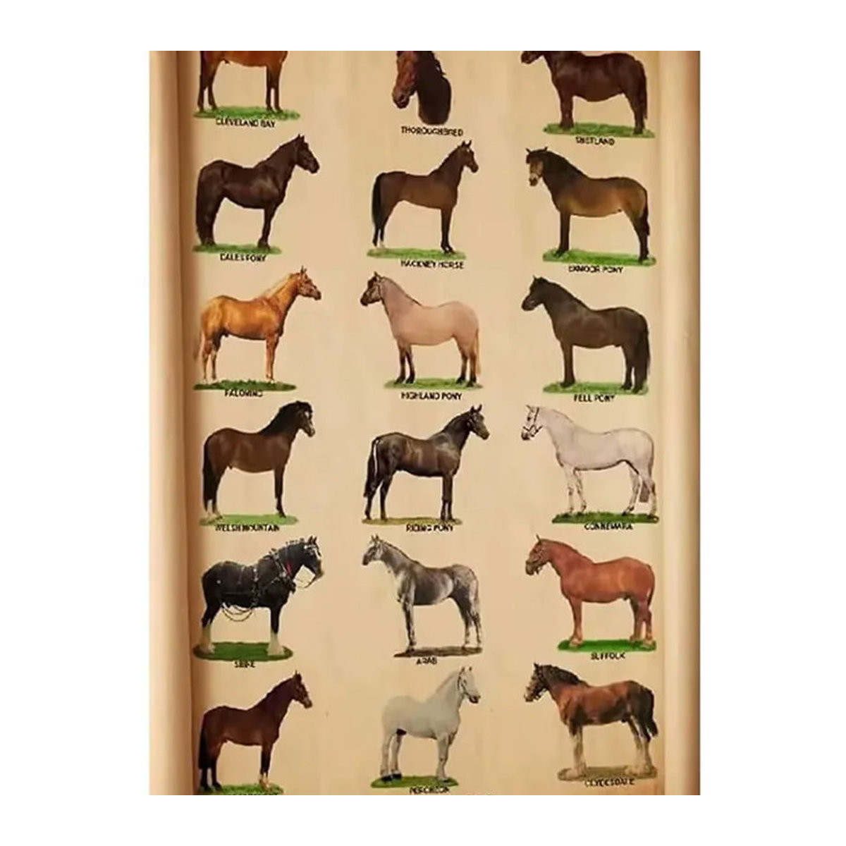 FEBIOAW Metall-Blechschild Pferderassen Retro-Wanddekoration Vintage Beige B: 20 cm, H: 14 cm, T: 14 cm - Bild 2