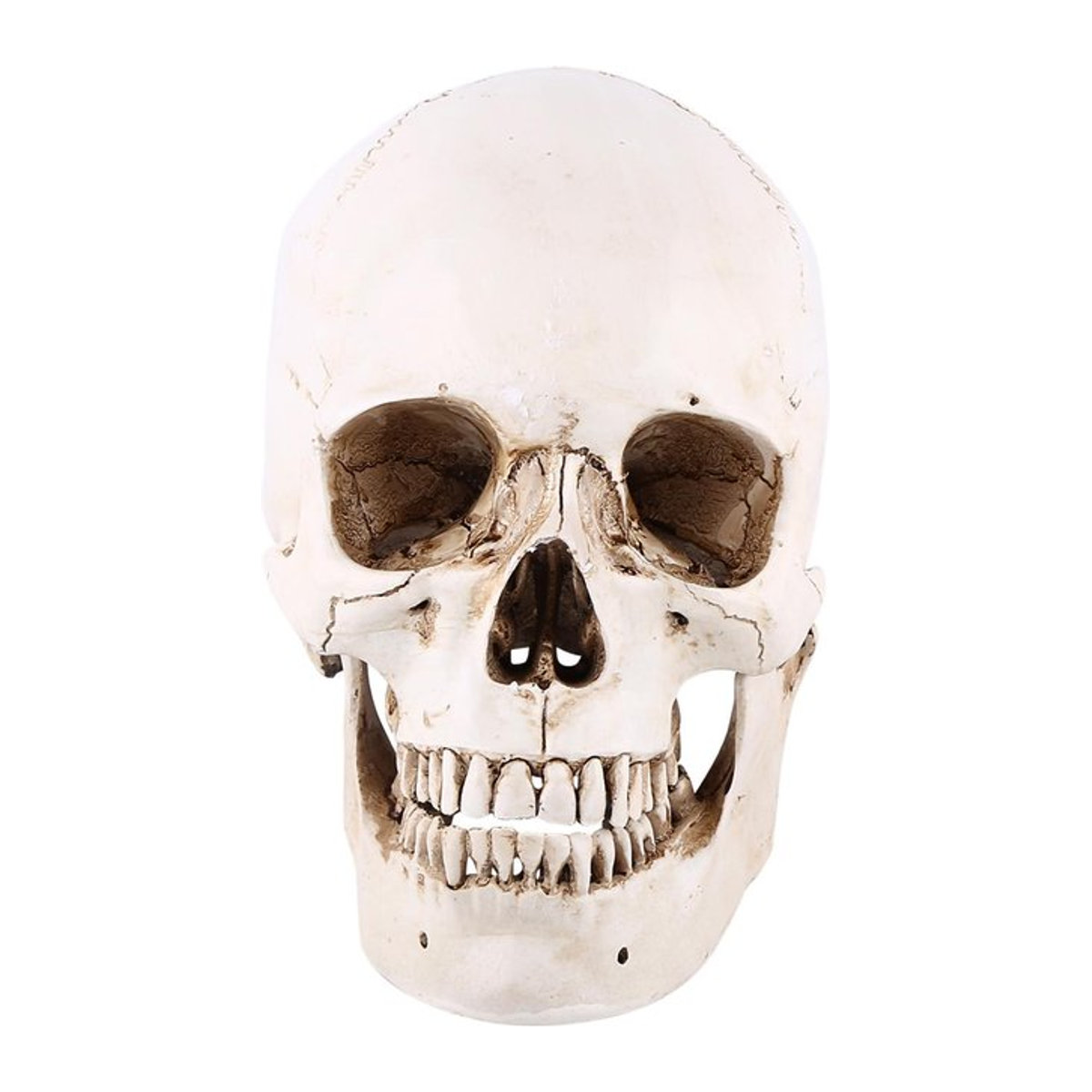 Fishine Lebensgroßer menschlicher Schädel aus weißem Harz als Deko-Modell für Halloween und Partys - Bild 1