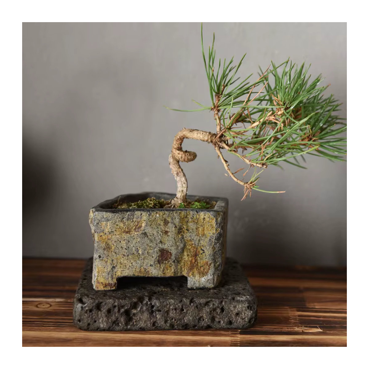 Fiteo Basalt Naturstein-Blumentopf handgefertigtes Sukkulenten-Pflanzgefäß für Innen- und Außenbereich - Bild 2