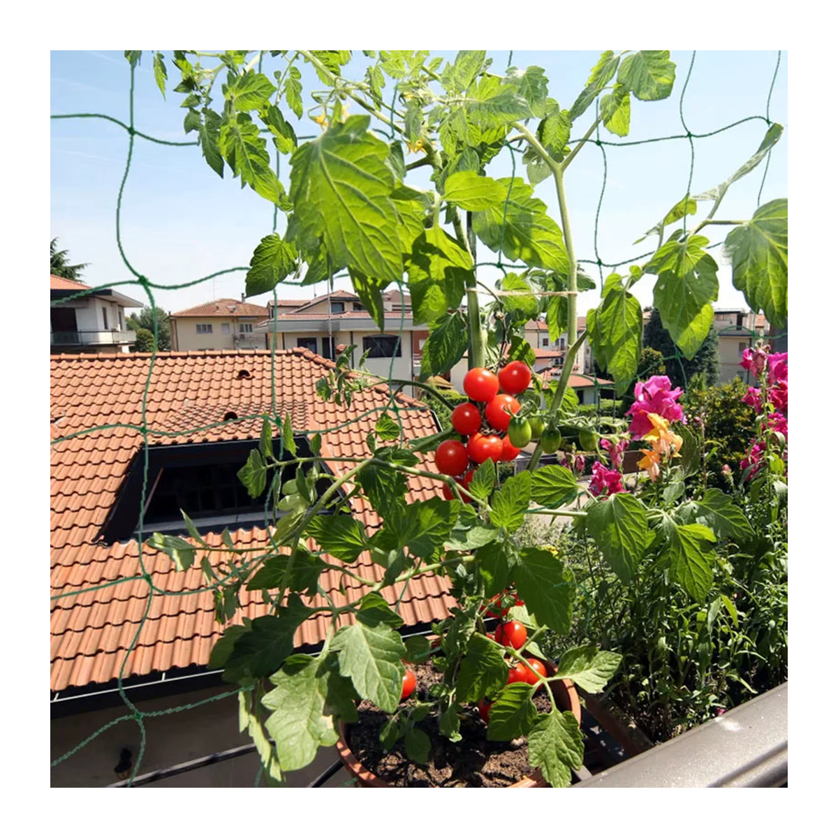 Flexibles Klettergitter Netz für Gartenpflanzen, Obst und Gemüse zur Unterstützung von Reben und Kletterpflanzen - Bild 2