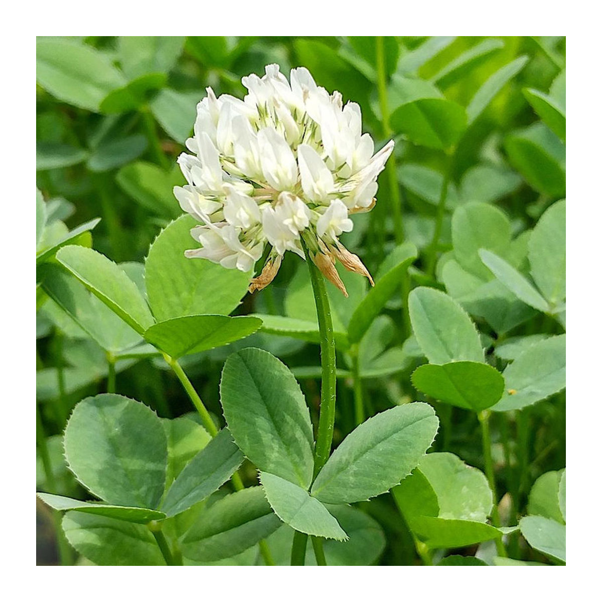 FN Granum - Bild 4