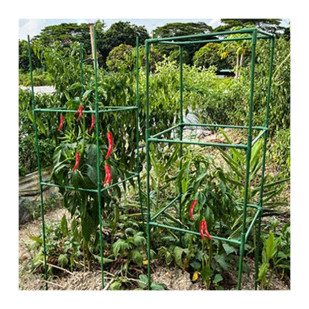 Galaiou Tomatenkäfig Set Grün, höhenverstellbares Gemüsespalier aus Fiberglas, Kunststoff und Metall zur Unterstützung von Kletterpflanzen und Blumen - Bild 6