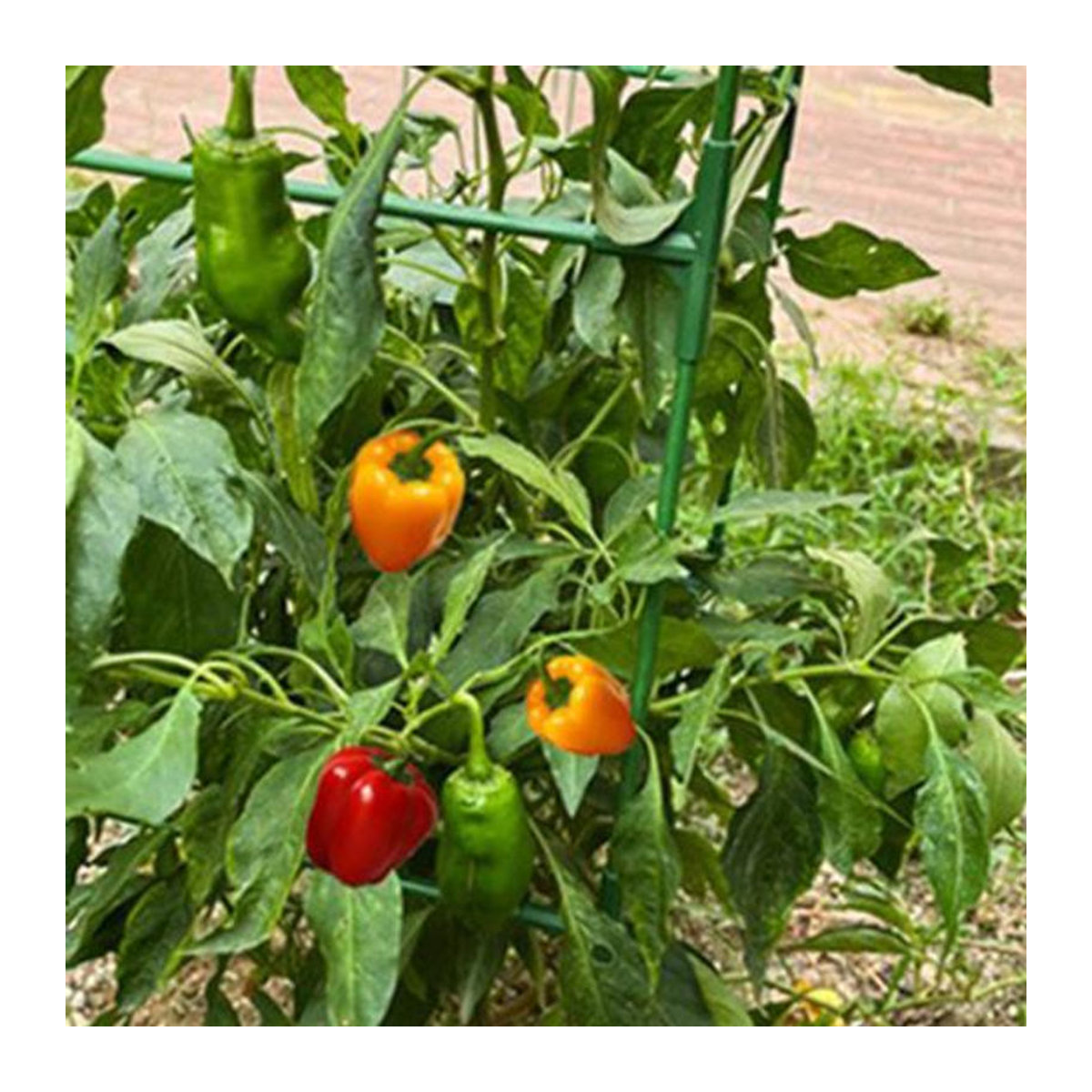 Galaiou Tomatenkäfig Set Grün, höhenverstellbares Gemüsespalier aus Fiberglas, Kunststoff und Metall zur Unterstützung von Kletterpflanzen und Blumen - Bild 7