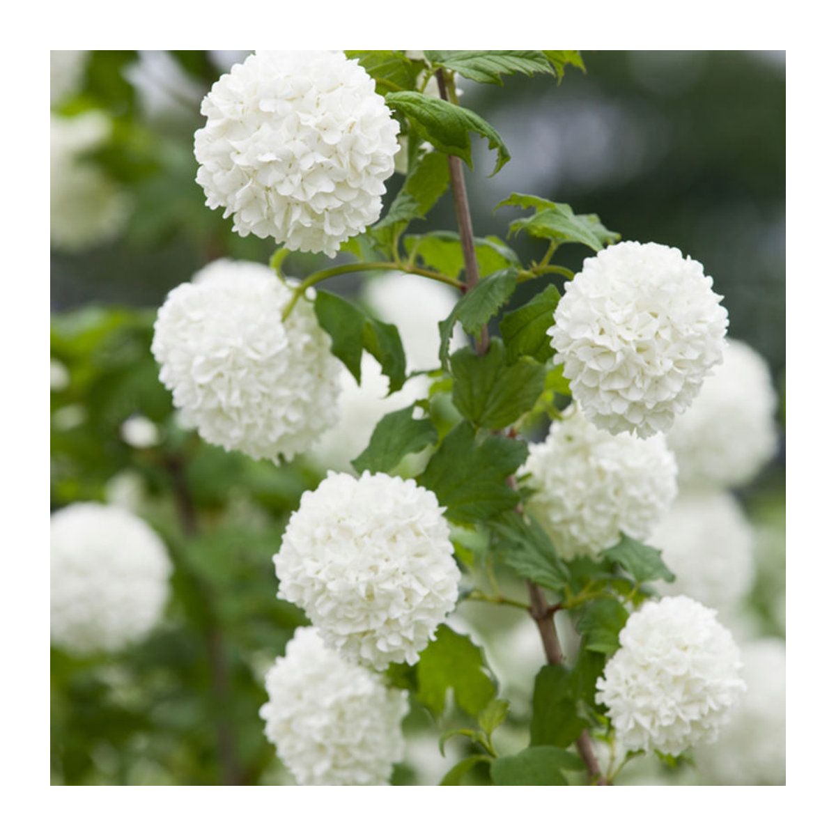 Gefüllter Schneeball Roseum in Grün von Mein schöner Garten Shop - Bild 1