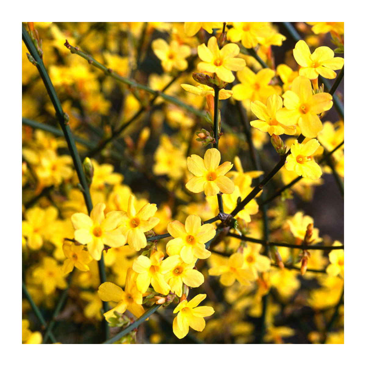 Gelber Winterjasmin als Dekoration von Mein schöner Garten Shop - Bild 1