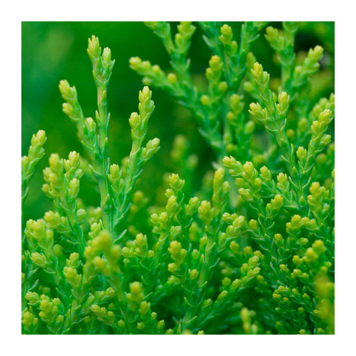Gelber Zwerglebensbaum Aurea Nana von Mein schöner Garten Shop - Bild 1