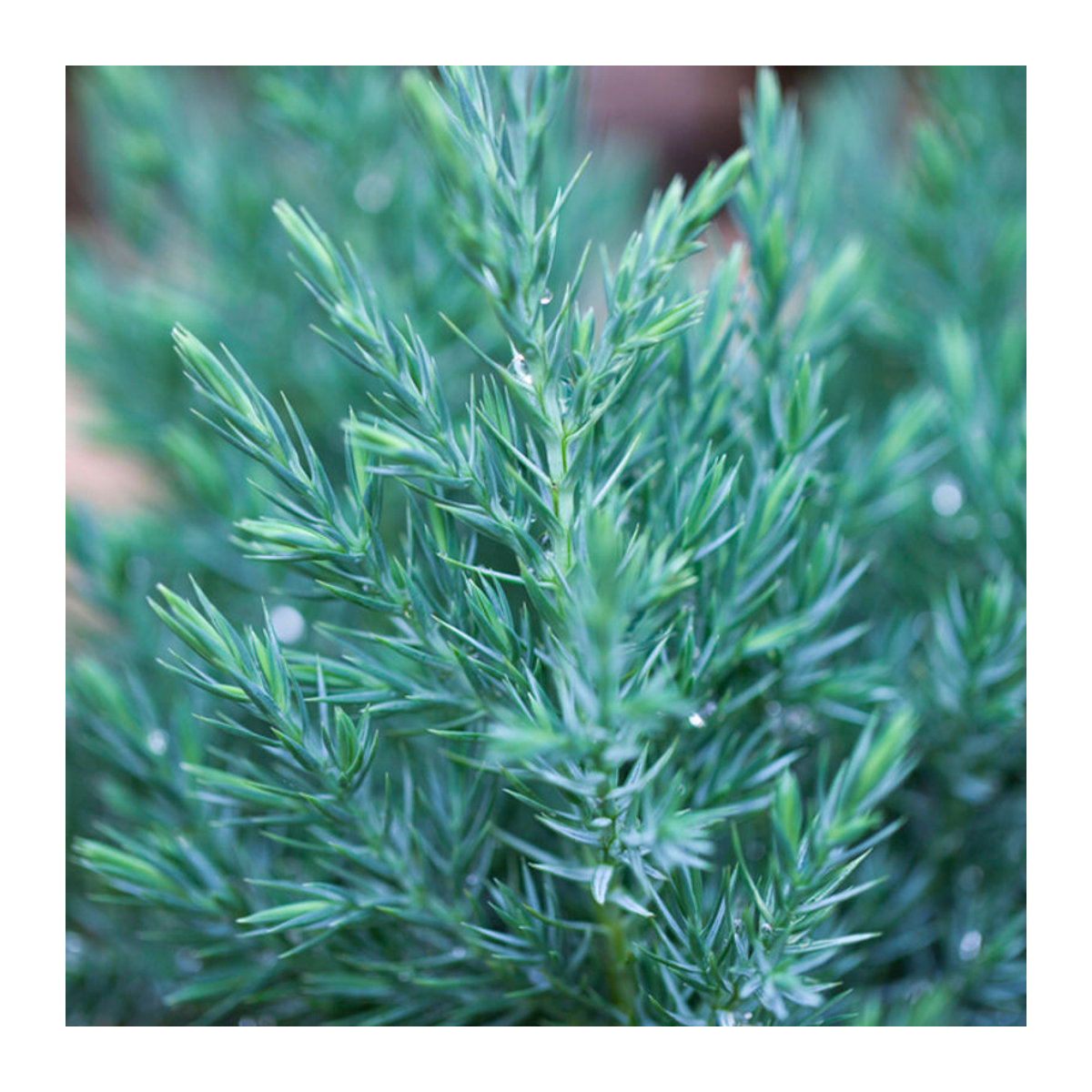 Geometrischer Kegelwachholder Stricta in Blau oder Grün für deine Weihnachtsdekoration - Bild 1