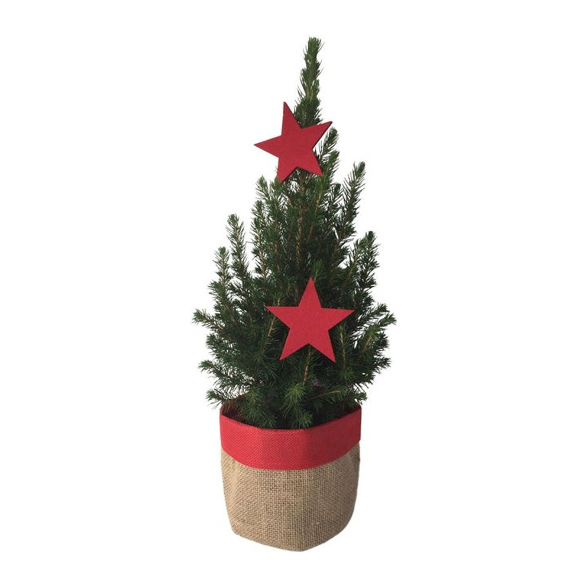 Geschmückter Mini-Weihnachtsbaum aus Fichte in Grün und Rot im Jute-Topf von Mein schöner Garten Shop - Bild 1