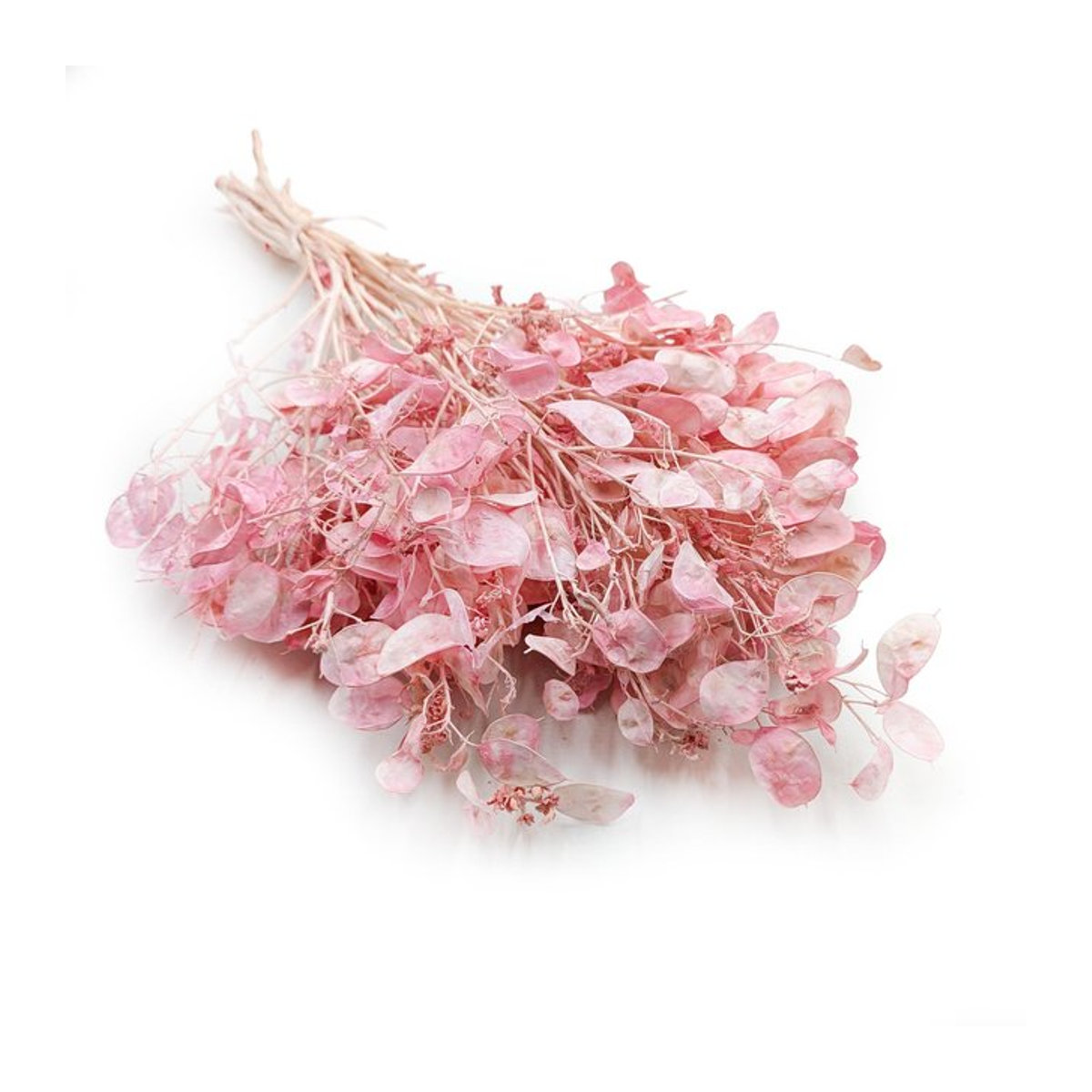 Getrocknete Lunaria Mondlilie in Rosa von Super Merchant - Bild 1