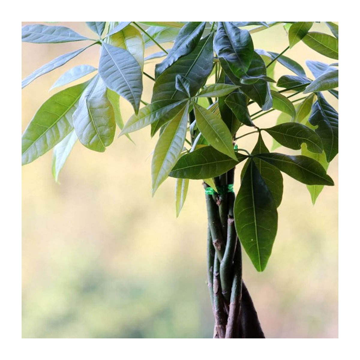 Glückskastanie von Mein schöner Garten Shop - Bild 1