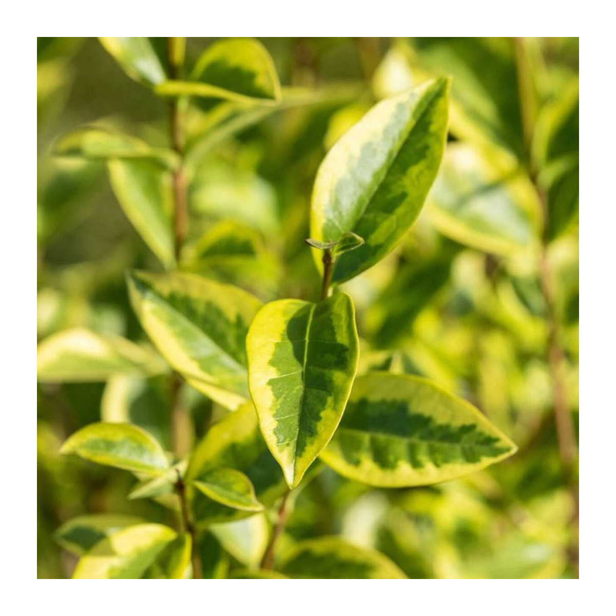 Goldligusterhecke Aureum, 8 Pflanzen, Weiß, Mein schöner Garten Shop - Bild 1