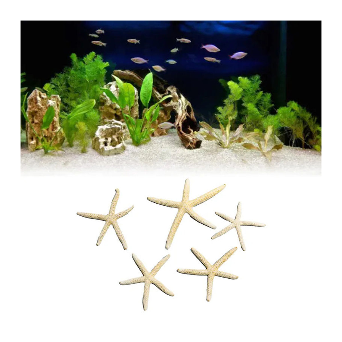 GoolRC Seestern Deko Set in Weiß für dein Aquarium und maritime Dekorationen - Bild 3