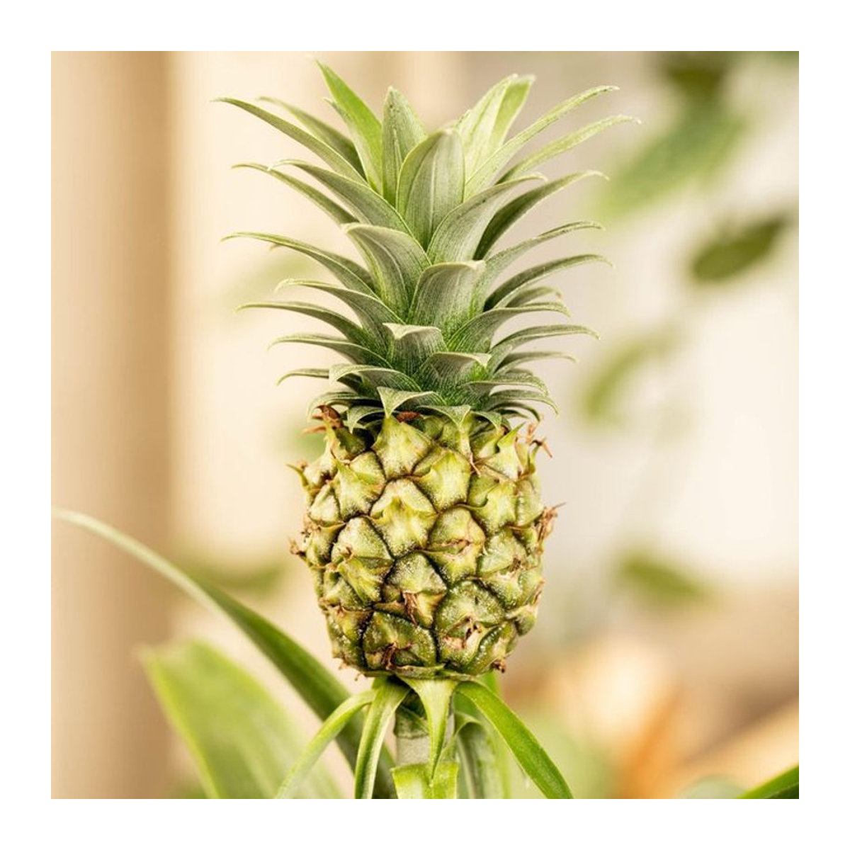 Grüne Zierananas mit Mini-Frucht als moderne Dekoration für deinen Garten - Bild 1