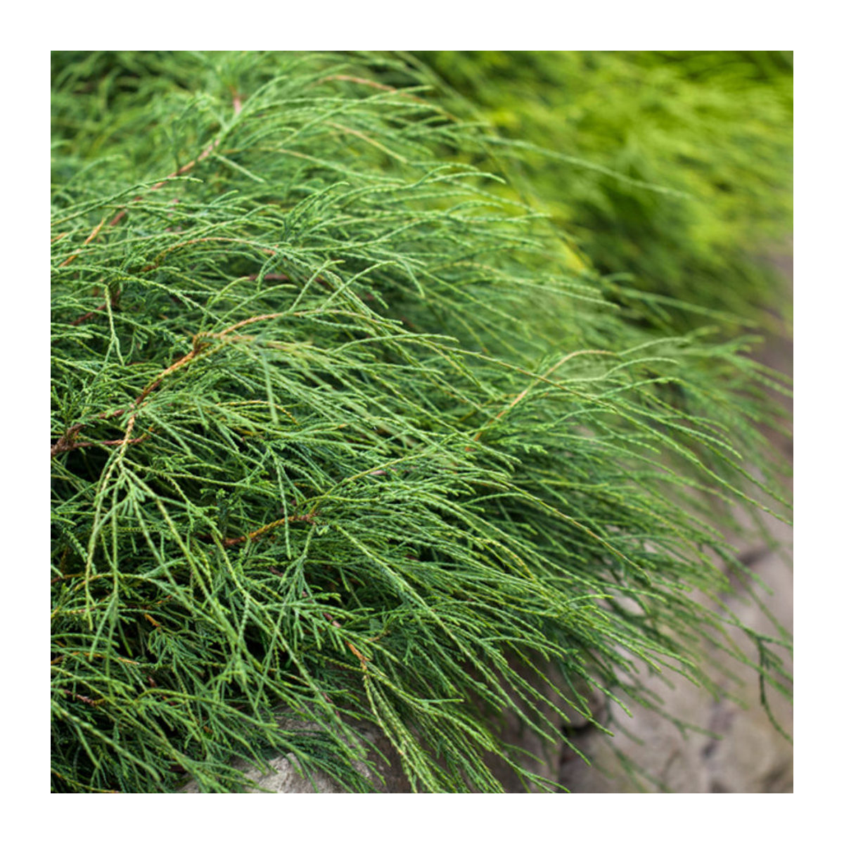 Grüne Zwergfadenzypresse Filifera Nana von Mein schöner Garten Shop - Bild 1