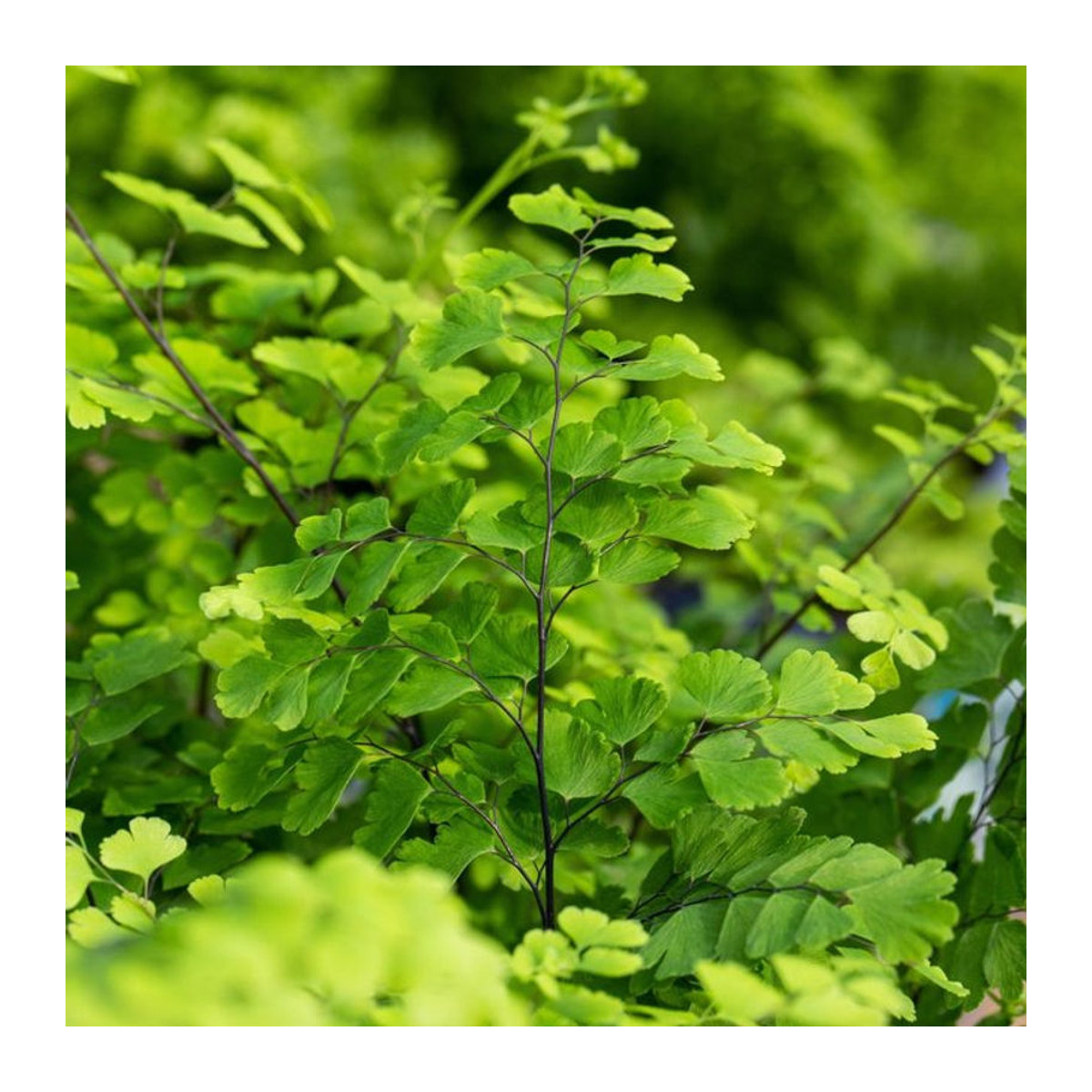 Grüner Frauenhaarfarn als lebende Hängepflanze von Mein schöner Garten Shop - Bild 1
