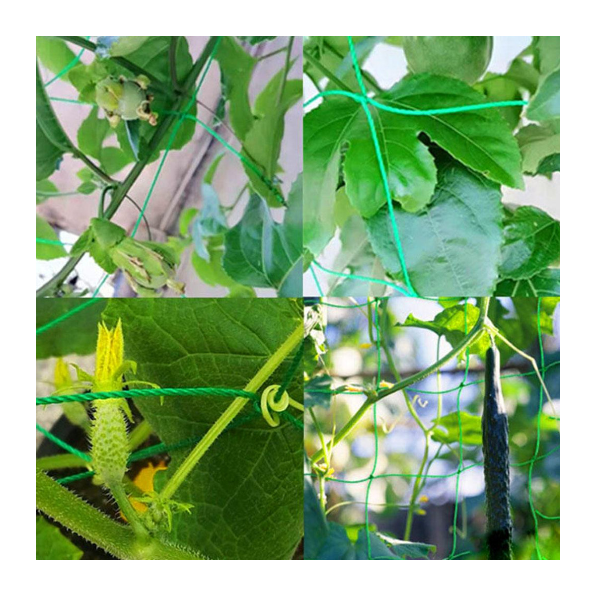 Grünes Ranknetz für Obst und Gemüse als Pflanzenstütze und Kletternetz für den Gemüsegarten, B: 5 m, H: 1,8 m - Bild 4