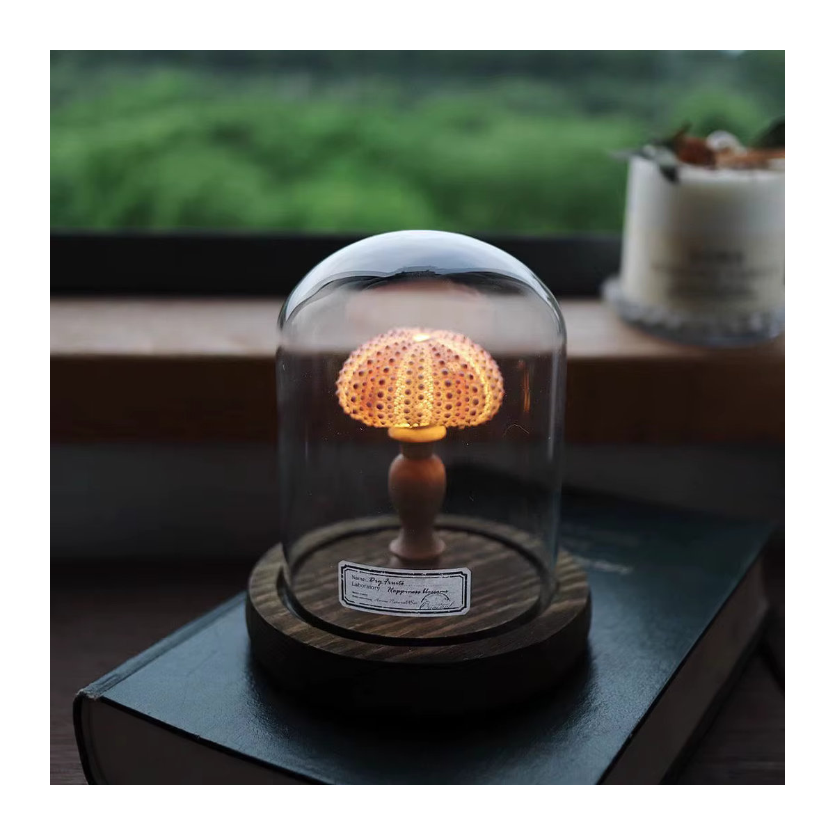 Handgemachtes DIY Seeigel und Muschel Nachtlicht als dekoratives Schreibtisch-Ornament für dein Zimmer - Bild 2