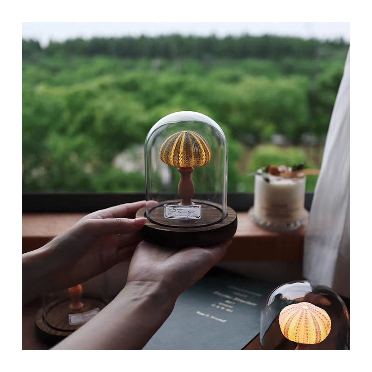 Handgemachtes DIY Seeigel und Muschel Nachtlicht als dekoratives Schreibtisch-Ornament für dein Zimmer - Bild 3