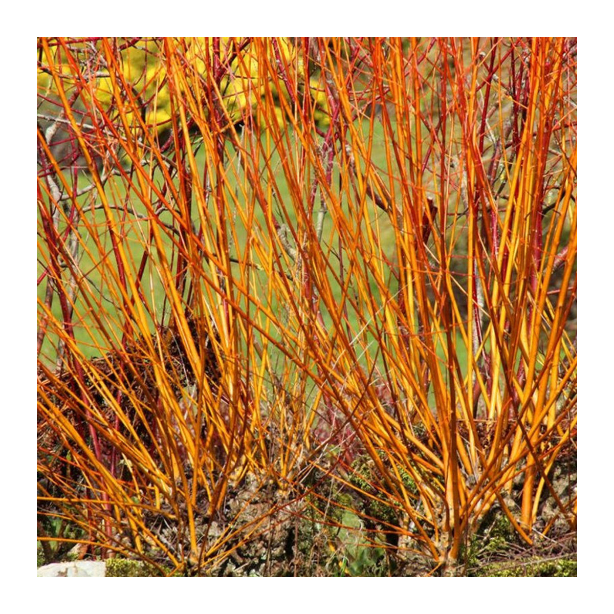 Hartriegel Midwinter Fire in Rot und Weiß von Mein schöner Garten Shop - Bild 1