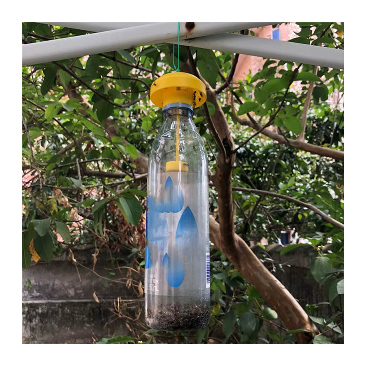Hedahlia Obstfliegenfalle aus Kunststoff in Gelb zur Schädlingsbekämpfung für Zuhause und den Garten - Bild 4