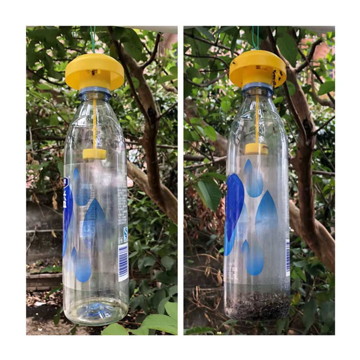 Hedahlia Obstfliegenfalle aus Kunststoff in Gelb zur Schädlingsbekämpfung für Zuhause und den Garten - Bild 6