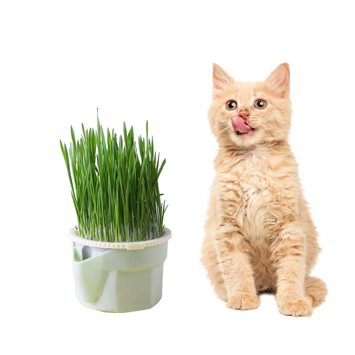 Hierarchischer Pflanzbecher für Katzengras in Hellgrün für hydroponischen und erdlosen Anbau sowie als Keimschale für Katzenminze - Bild 2