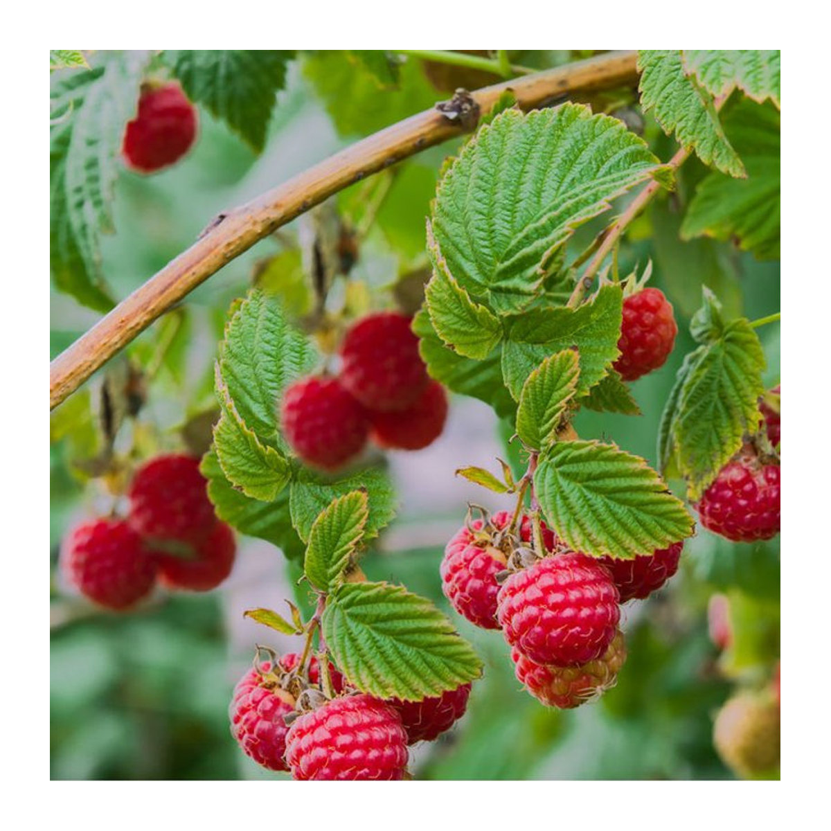 Himbeere Heritage von Mein schöner Garten Shop - Bild 1