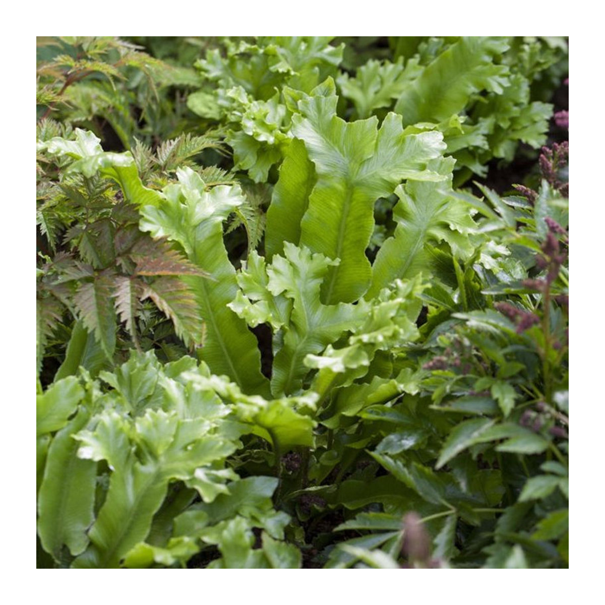 Hirschzungenfarn von Mein schöner Garten Shop - Bild 1