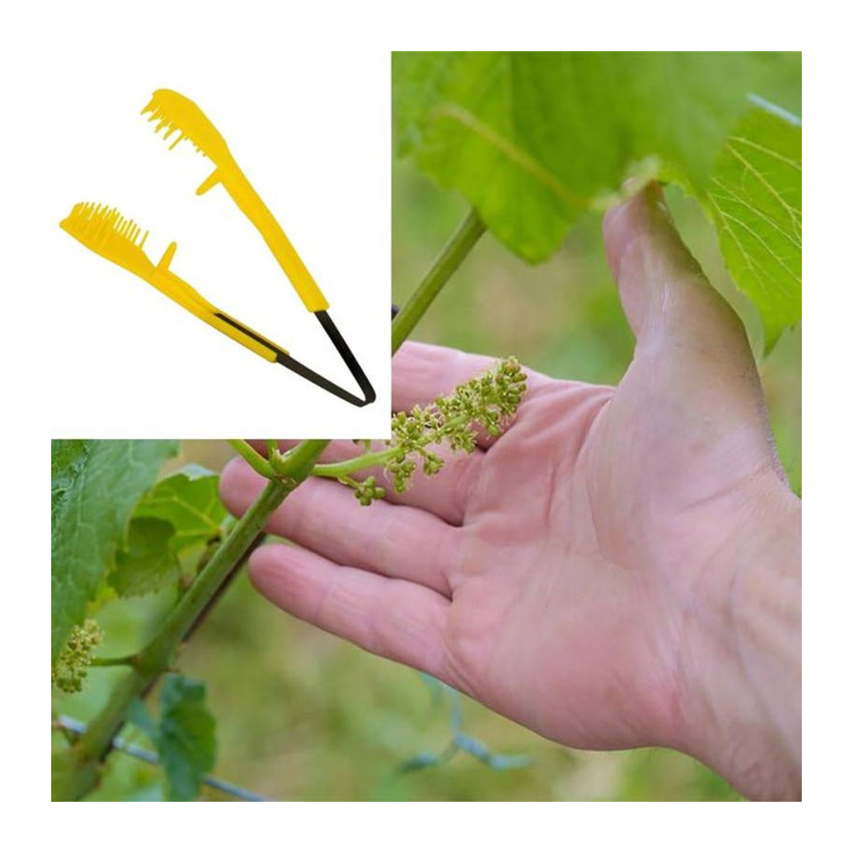 Homyl Traubenschnitt-Clip 6,69 Zoll Ausdünnungswerkzeug für Traubenknospen und Gartenpflanzen - Bild 1