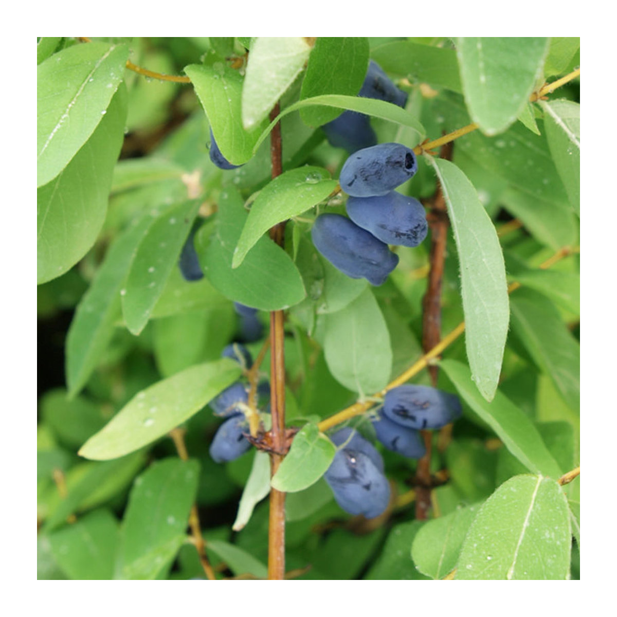 Honigbeere Myberry Sweet in Weiß - Bild 1