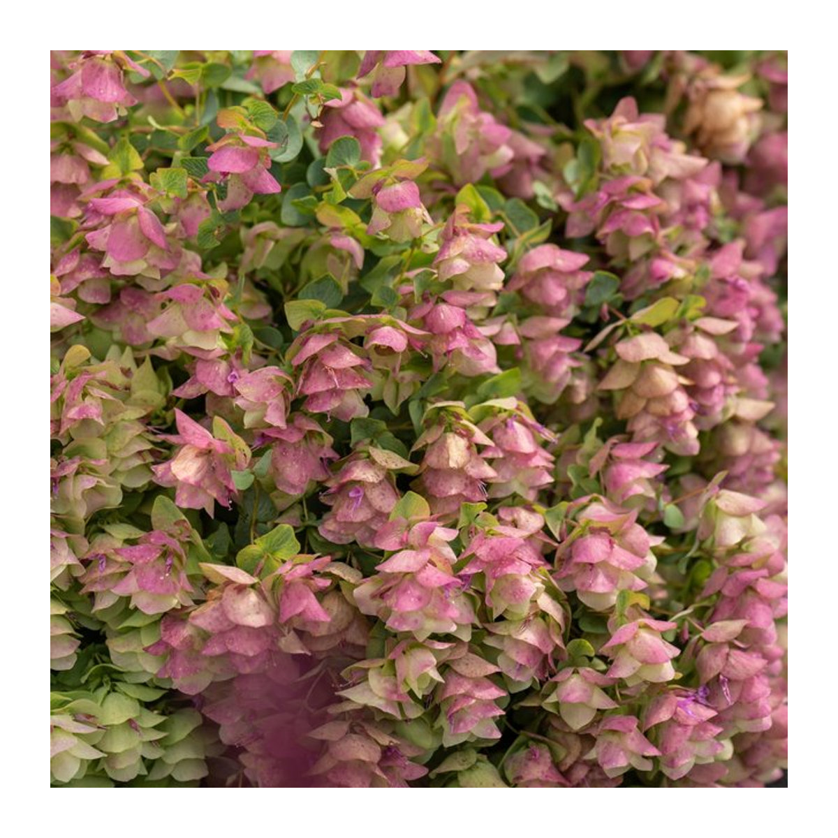 Hopfen-Dost Kent Beauty Topfpflanze in Rosa - Bild 1