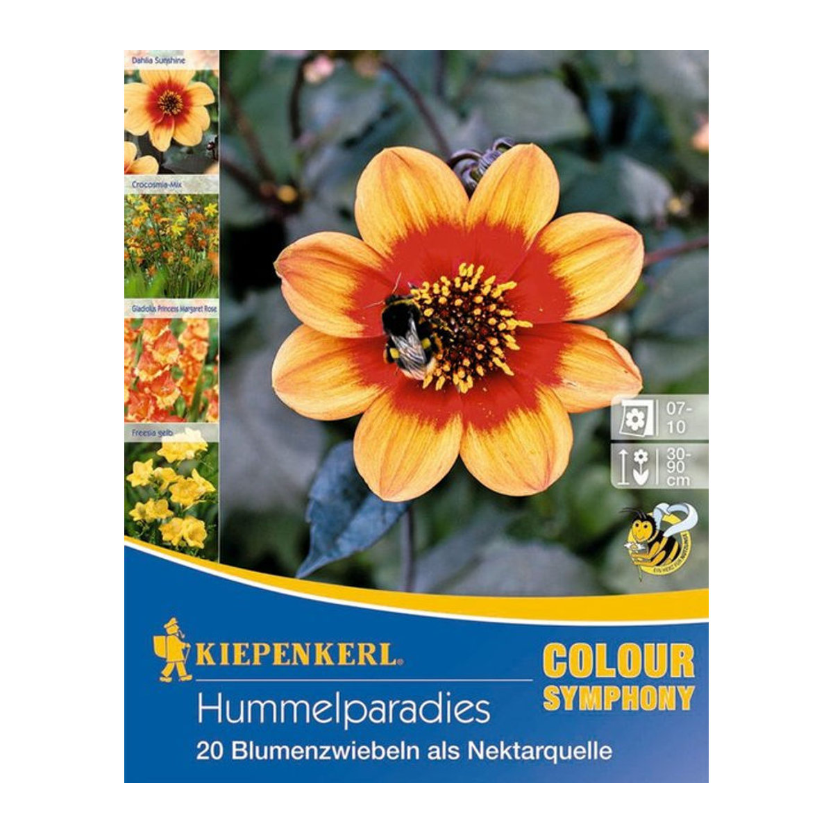 Hummelparadies Bunte Zwiebeln 20 Stück - Bild 1