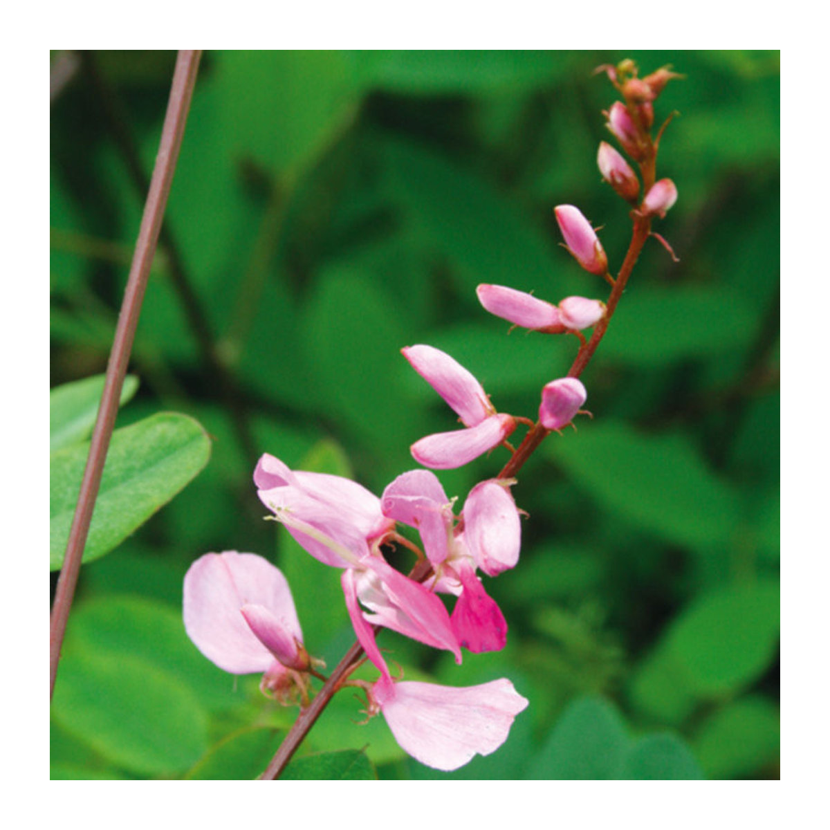 Indigostrauch Silk Road in Rosa (Indigofera himalayensis) - Bild 1