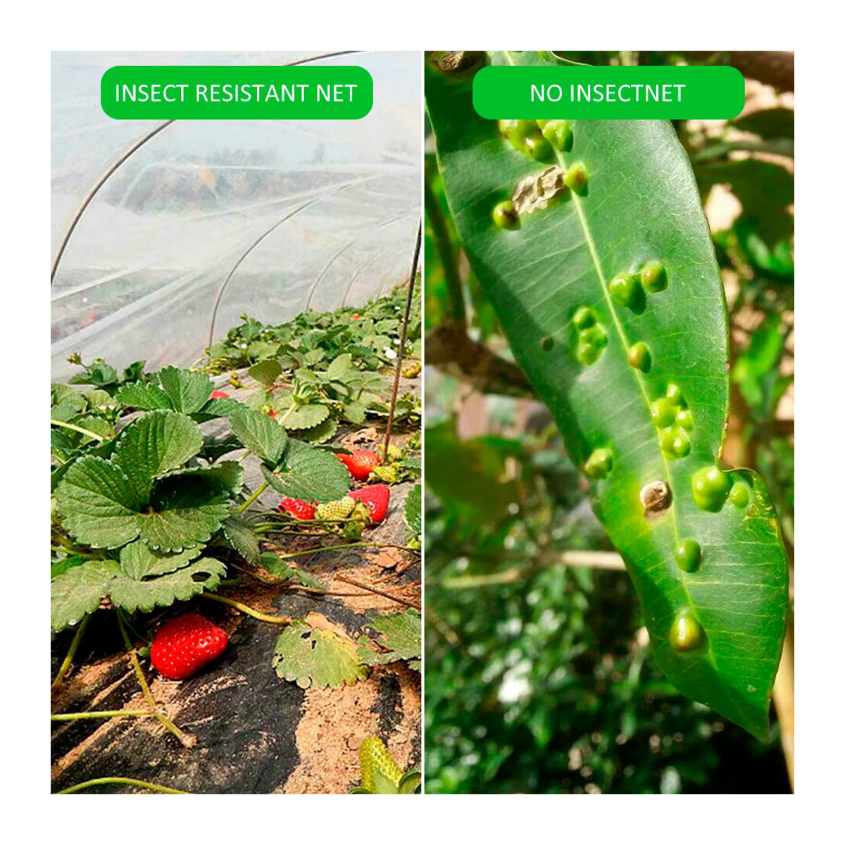 Insektenschutznetz für Garten und Gewächshaus mit 60 Mesh zur Schädlingsbekämpfung und als Anti-Vogel-Schutz für Gemüse, Obst und Pflanzen - Bild 2
