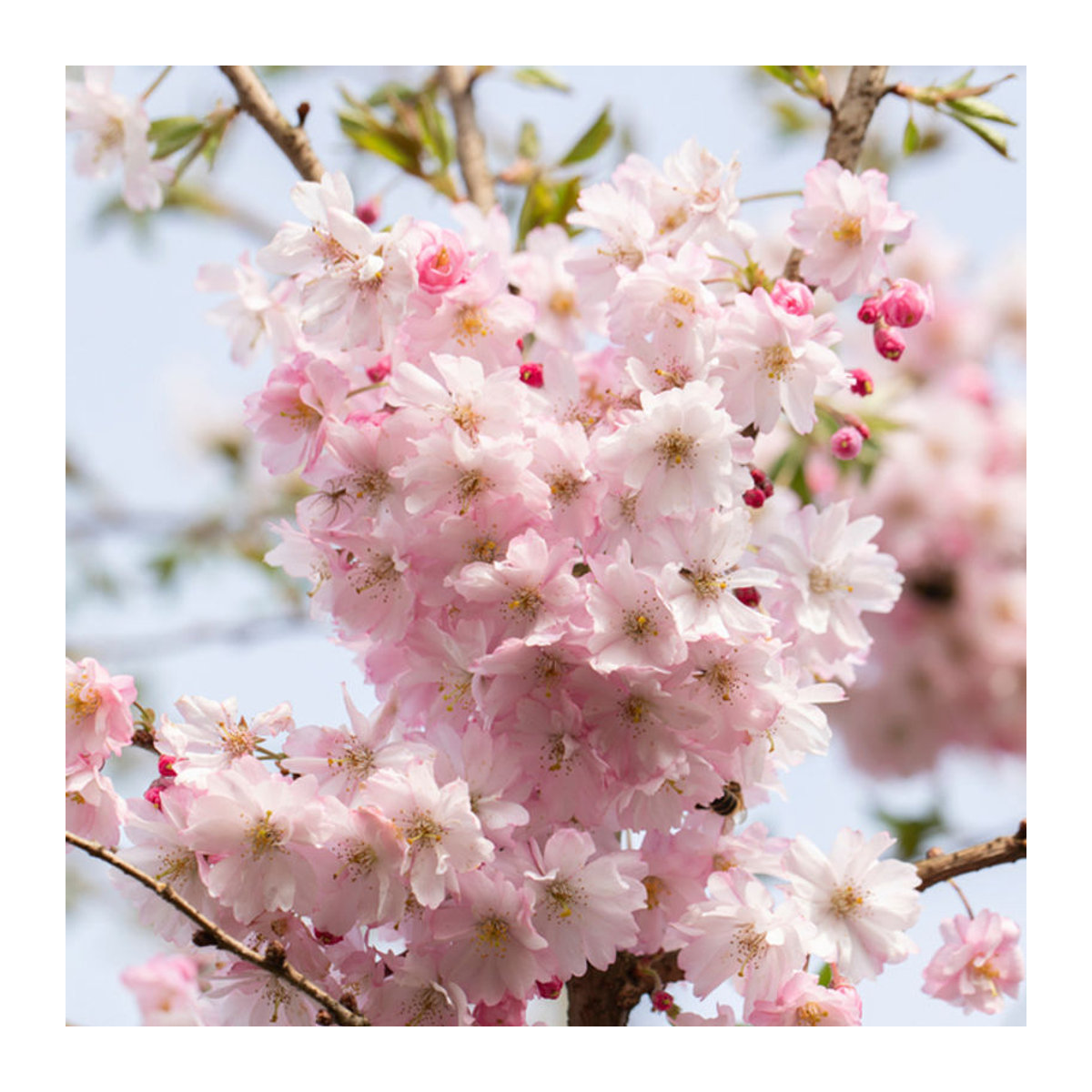 Japanische Blütenkirsche Autumnalis Rose in Rosa von Mein schöner Garten Shop - Bild 1