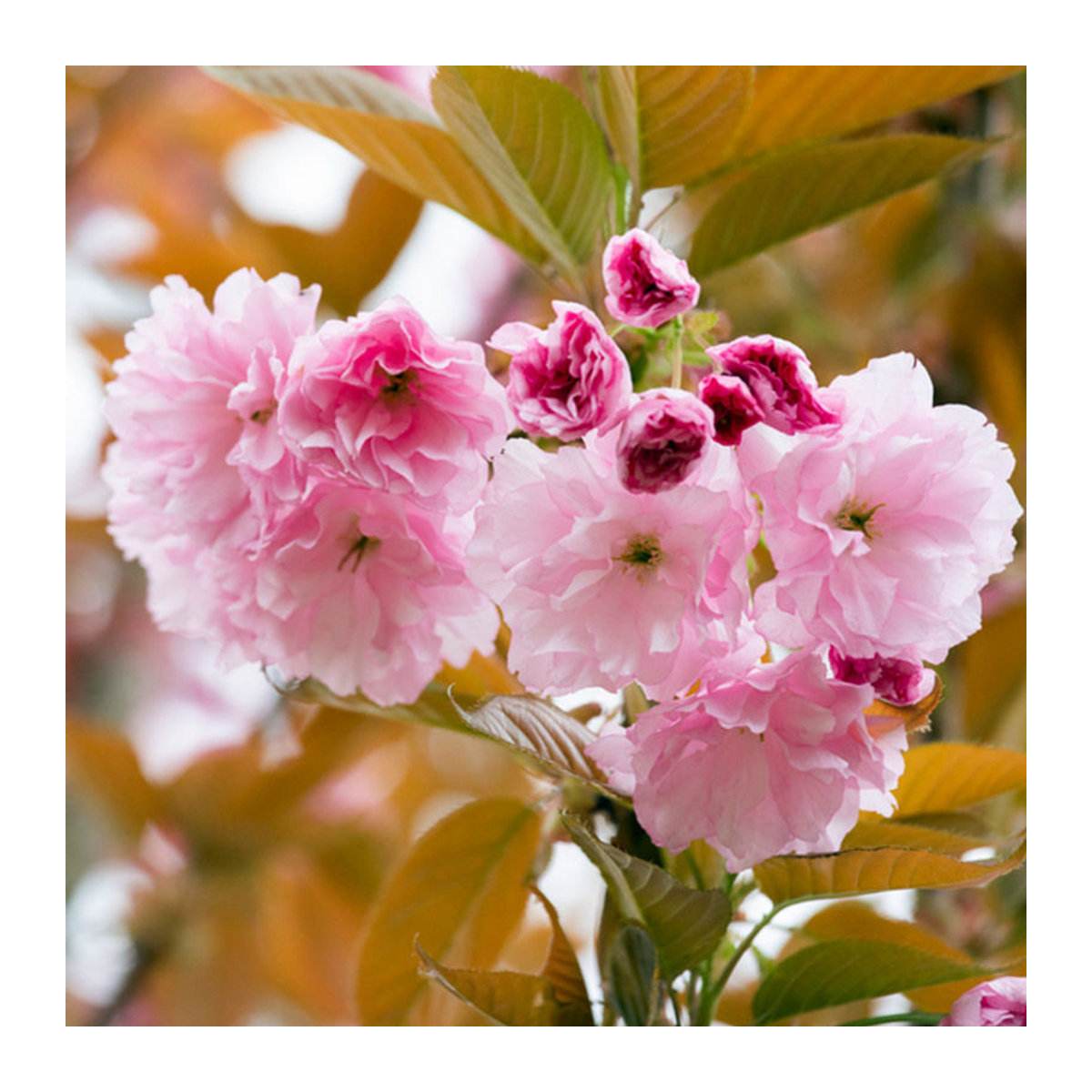 Japanische Blütenkirsche Kanzan in Rosa von Mein schöner Garten Shop - Bild 1