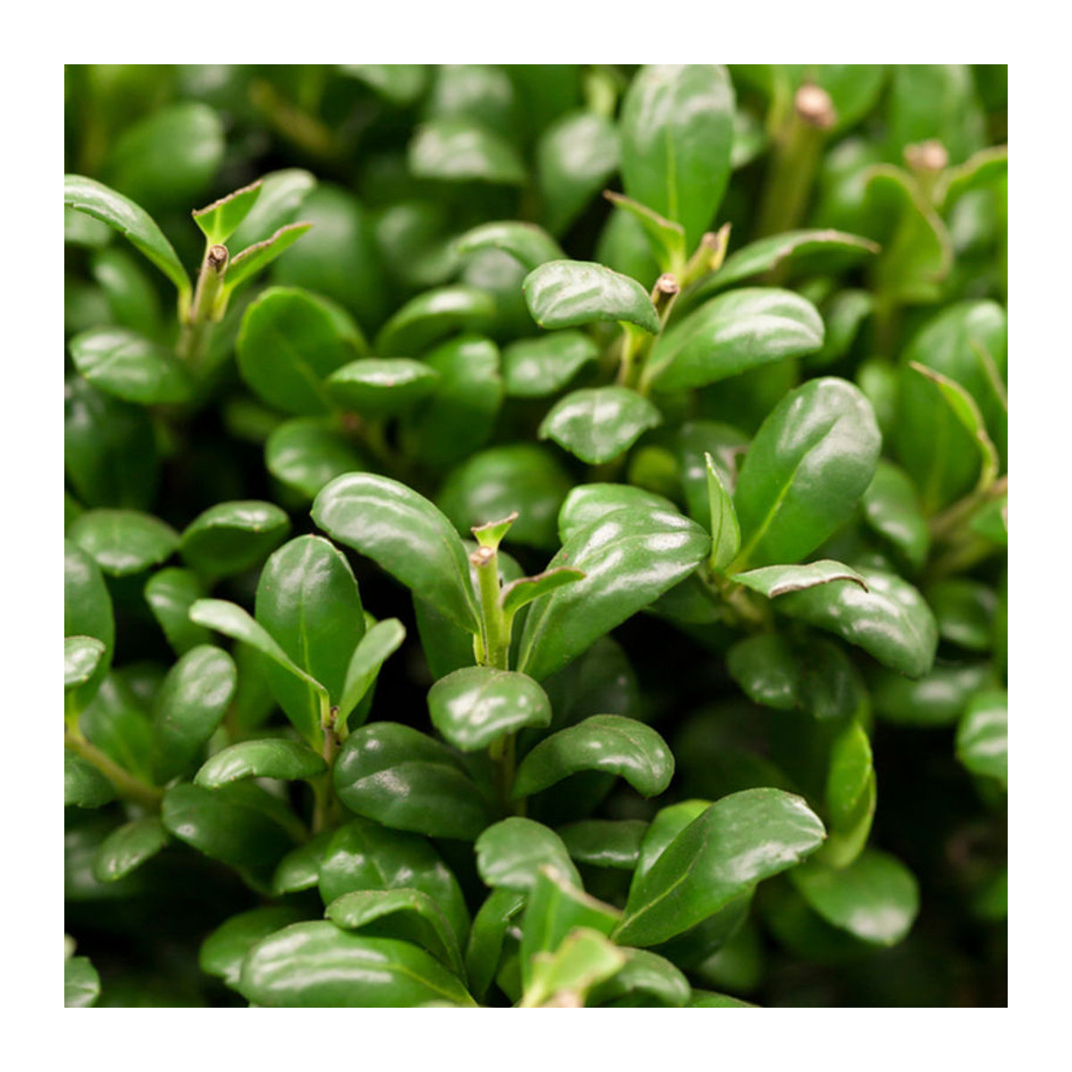 Japanische Stechpalme Convexa in Weiß von Mein schöner Garten Shop - Bild 1