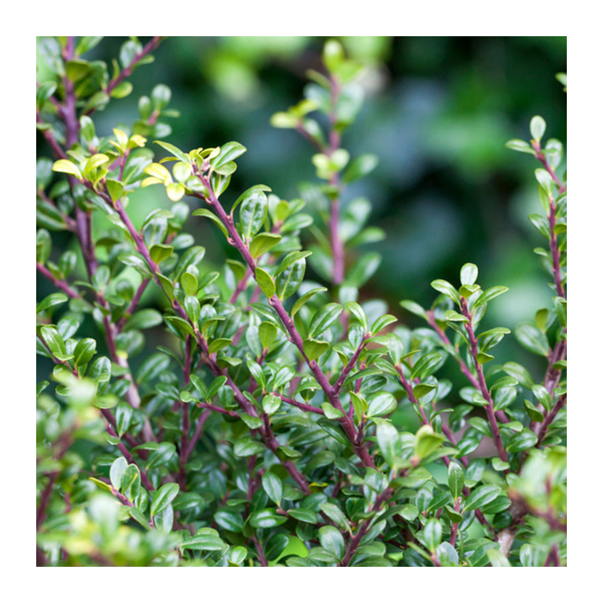 Japanische Stechpalme Glory Gem in Weiß von Mein schöner Garten Shop - Bild 1