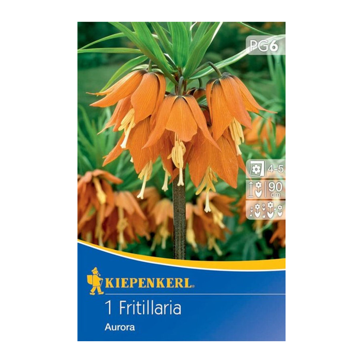 Kaiserkrone Aurora Zwiebel in Orange - Bild 1