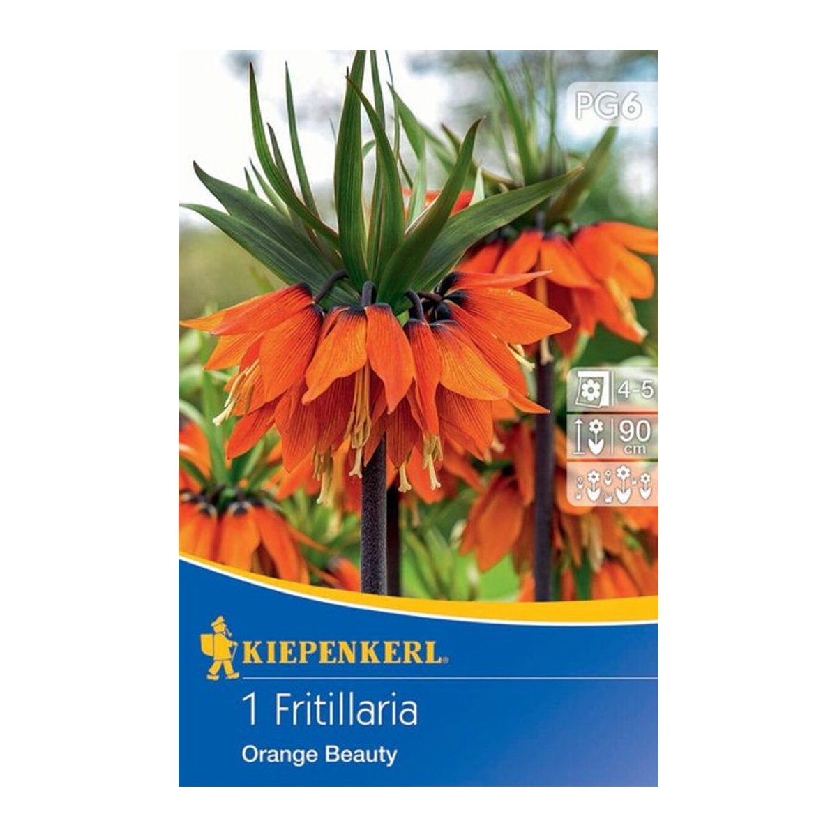 Kaiserkrone Orange Beauty Zwiebel in Orange - Bild 1