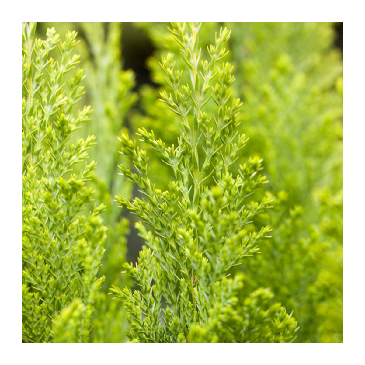 Kegelzypresse Ellwood's Empire von Mein schöner Garten Shop - Bild 1