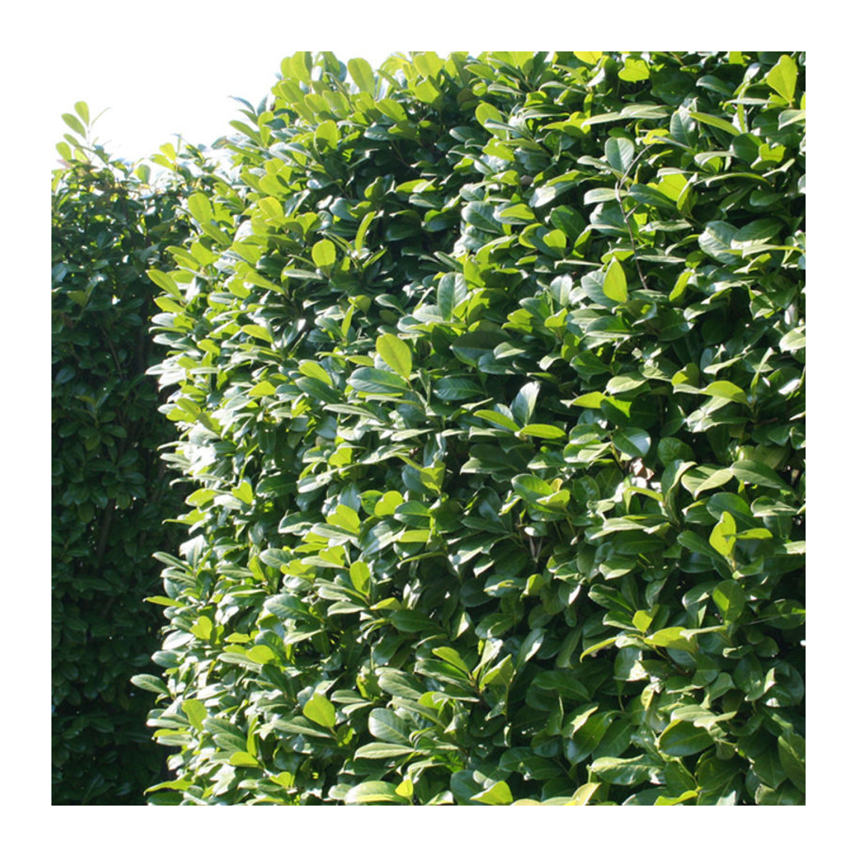 Kirschlorbeer-Hecke Novita von Mein schöner Garten Shop - Bild 1