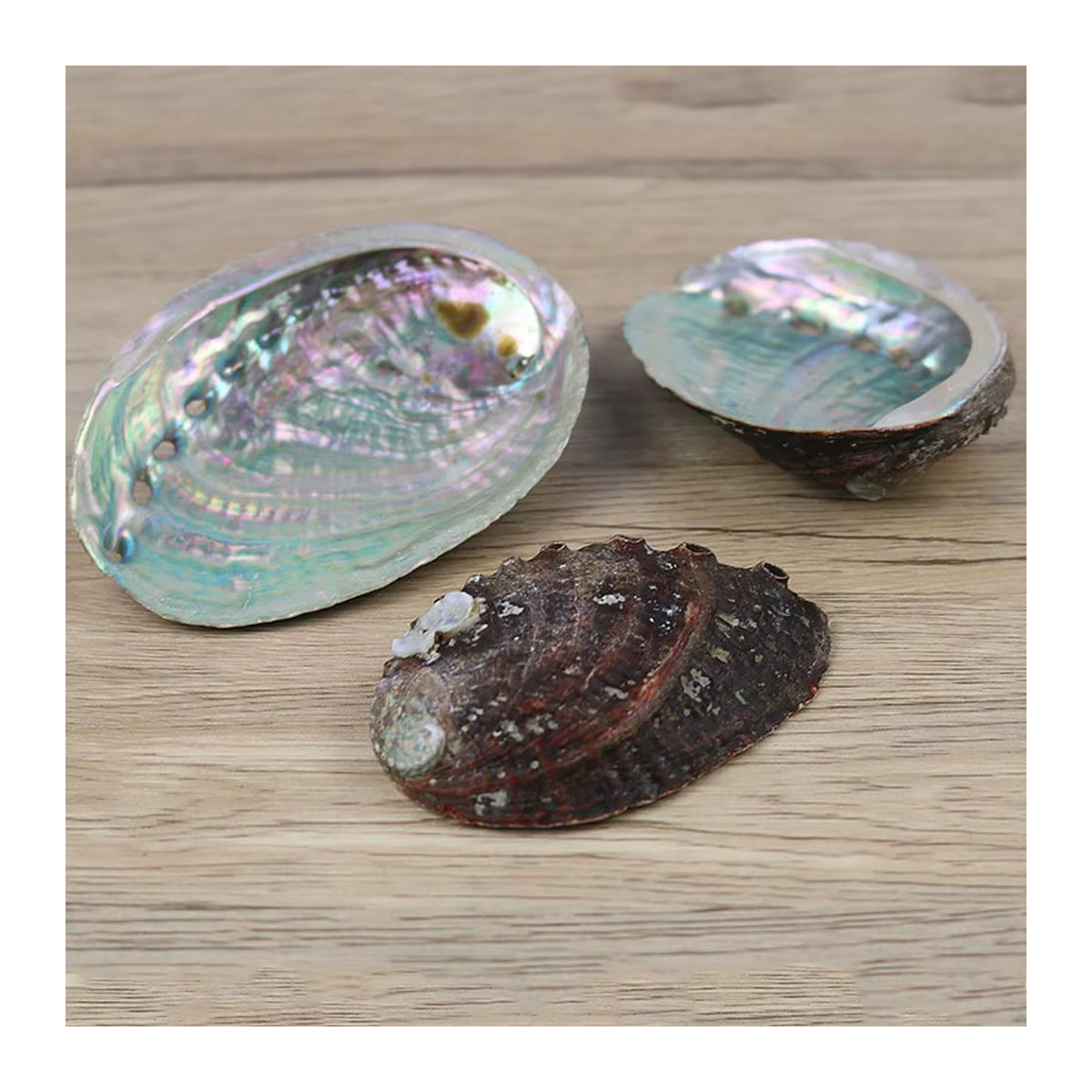 KITPIPI Abalone Shell Muschel Schale mehrfarbig für maritime Dekoration und Aquarium Gestaltung - Bild 4