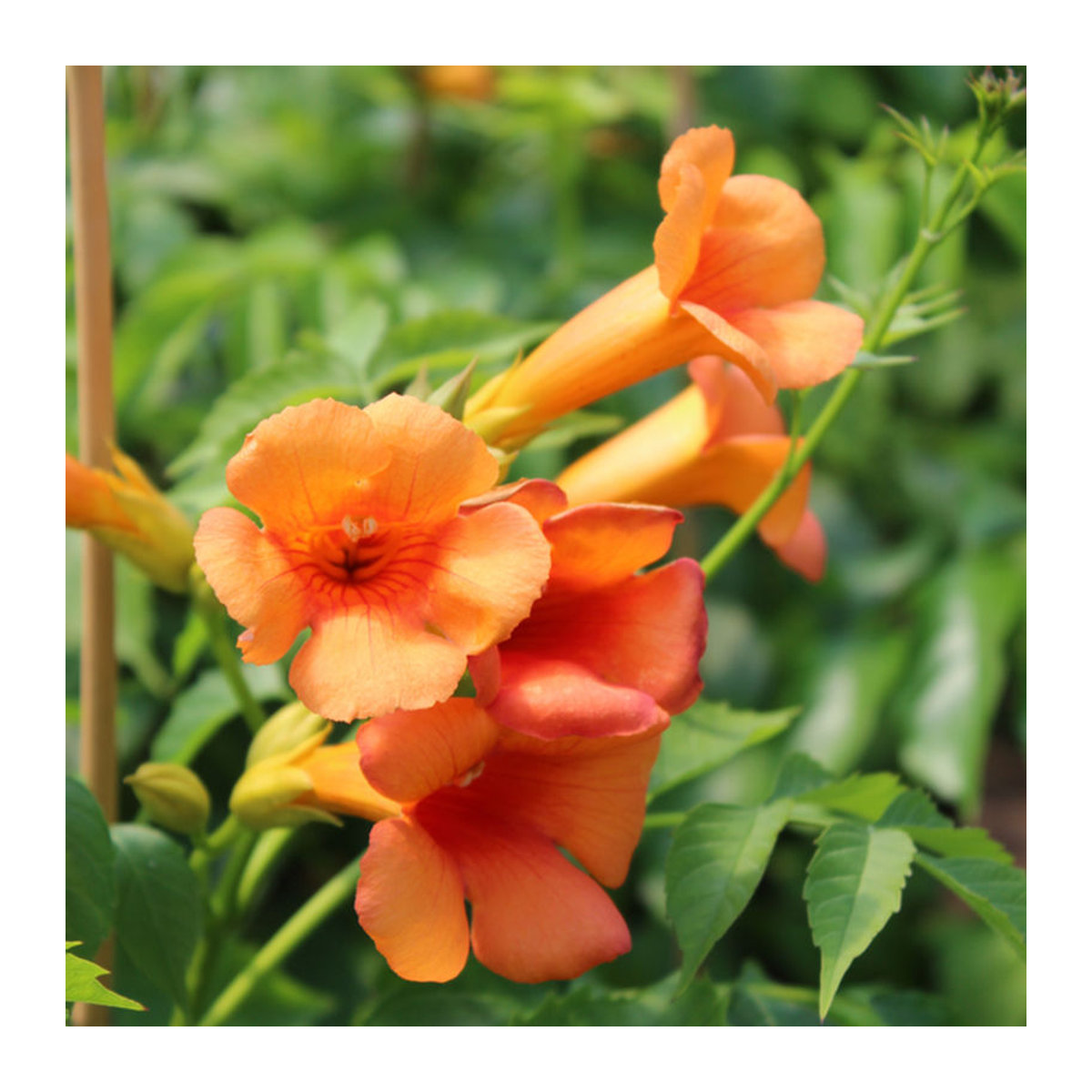 Klettertrompete Golden Trumpet in Orange - Bild 1