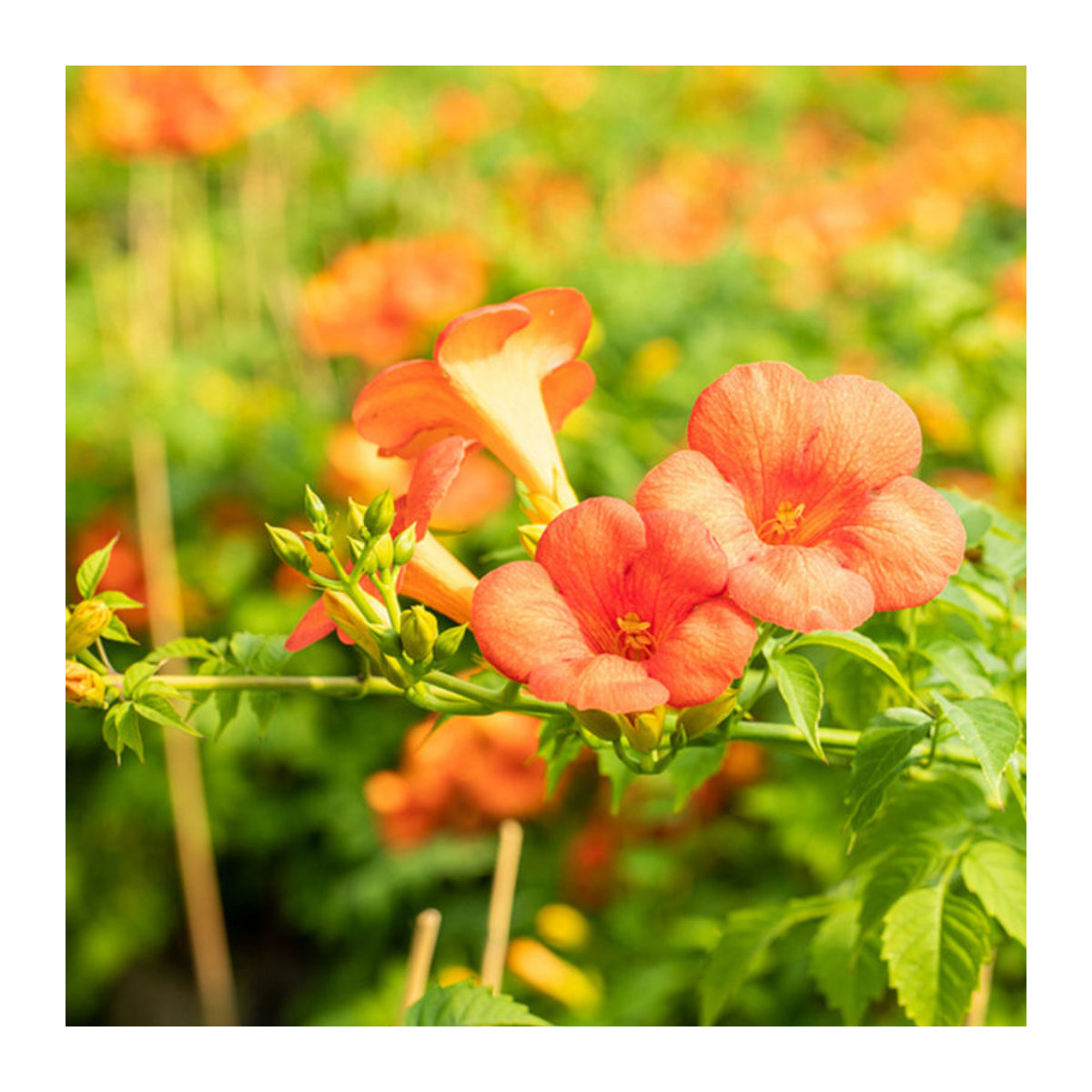 Klettertrompete Grandiflora Pflanze in Orange von Mein schöner Garten Shop - Bild 1